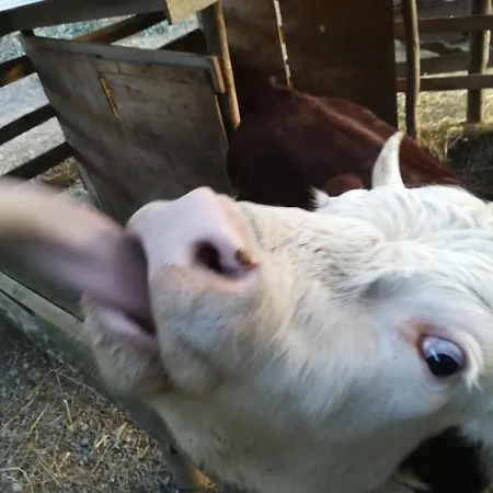 Agricampeggio U Beriun * Onzo