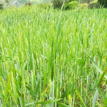 Lüks kamp alanı Agricampeggio U Beriun *